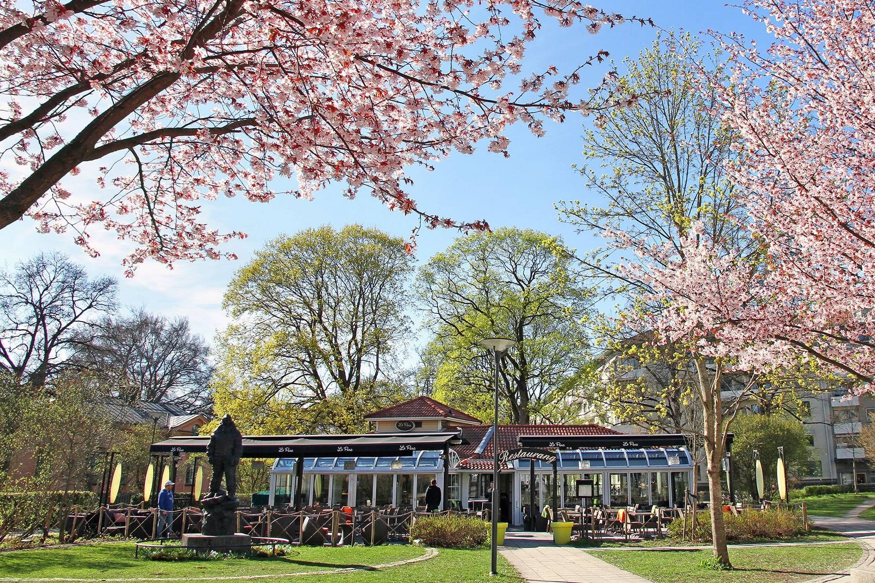 Le Parc mellan blommande körsbärsträd i Börjeparken